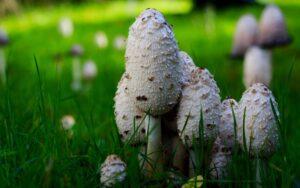 Coprinus comatus