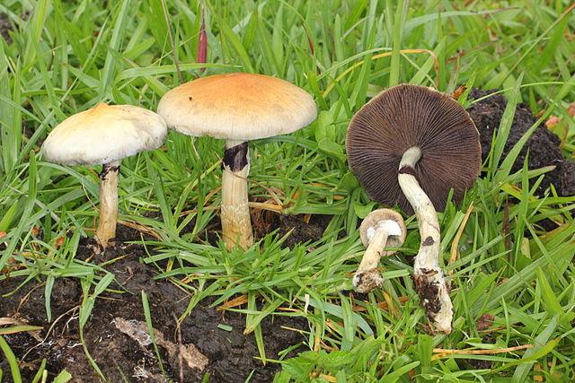 Psilocybe cubensis: características, hábitat, usos, cultivo