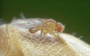 Drosophila melanogaster