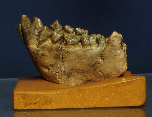 Dryopithecus descubrimiento, características, cráneo, alimentación