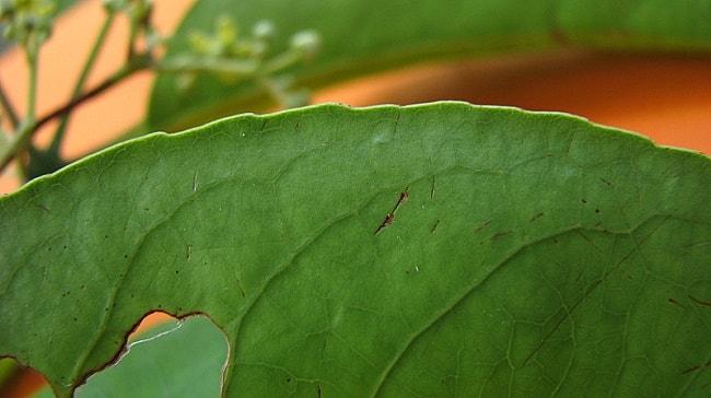 Cancerina Para Que Sirve Y Como Se Prepara Cancerina Caracteristicas Habitat Usos Y Propiedades Lifeder