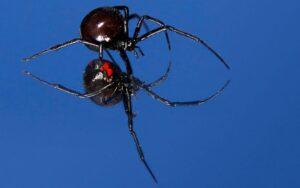 Latrodectus mactans