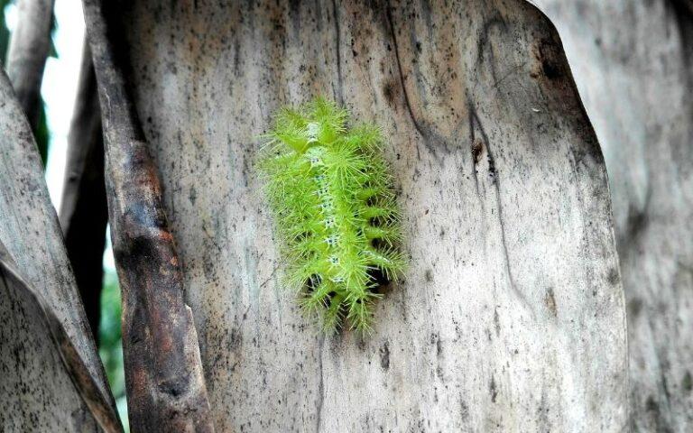 Lonomia qué es, características, hábitat, especies, reproducción