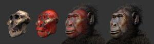 Paranthropus
