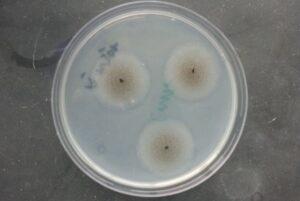 Agar harina de maíz