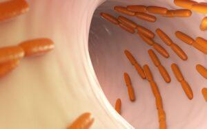 Bacterias beneficiosas para el ser humano y sus características