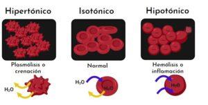 Crenación (biología)