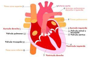 Diferencias entre aurículas y ventrículos