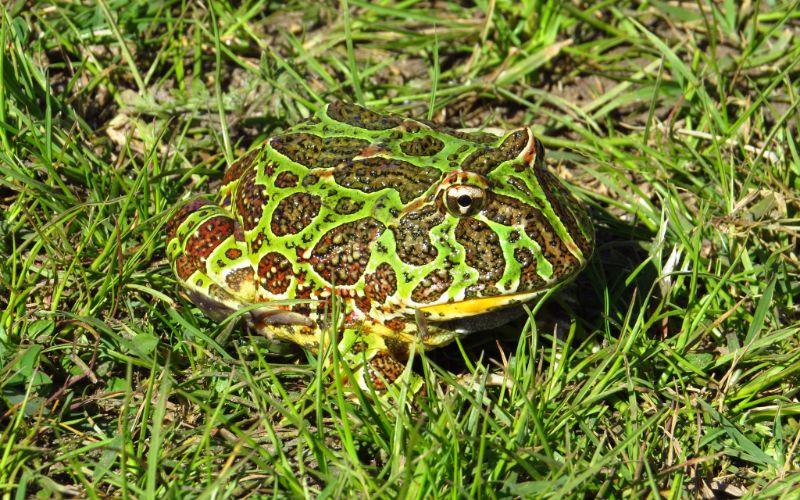 Escuerzo común qué es, características, reproducción