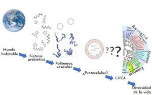 Evolución prebiótica