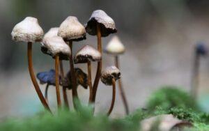 Excreción en hongos