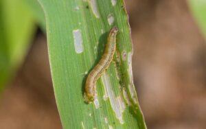 Gusano cogollero (Spodoptera frugiperda)