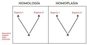 Homoplasia