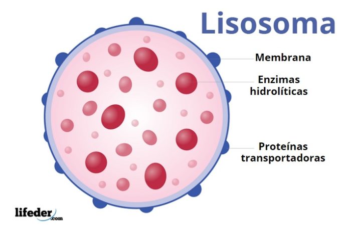 Lisosomas características, estructura, funciones y tipos