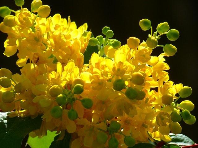 Florcitas, Flor de la Caoba. Especie nativa de / Native to:…