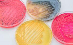 Medios de cultivo selectivos