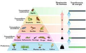 Niveles tróficos y organismos que los componen