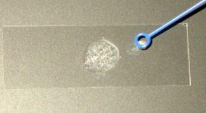 Prueba de la catalasa