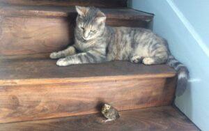 Relaciones interespecíficas