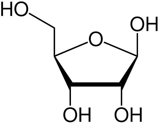 Ribosa qué es, características, estructura y funciones
