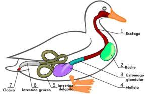 Sistema digestivo de las aves