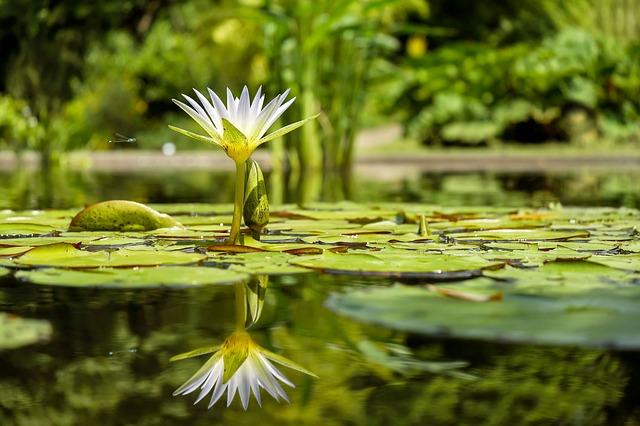 título Huérfano Tradicional Plantas acuáticas: características, clasificación y especies