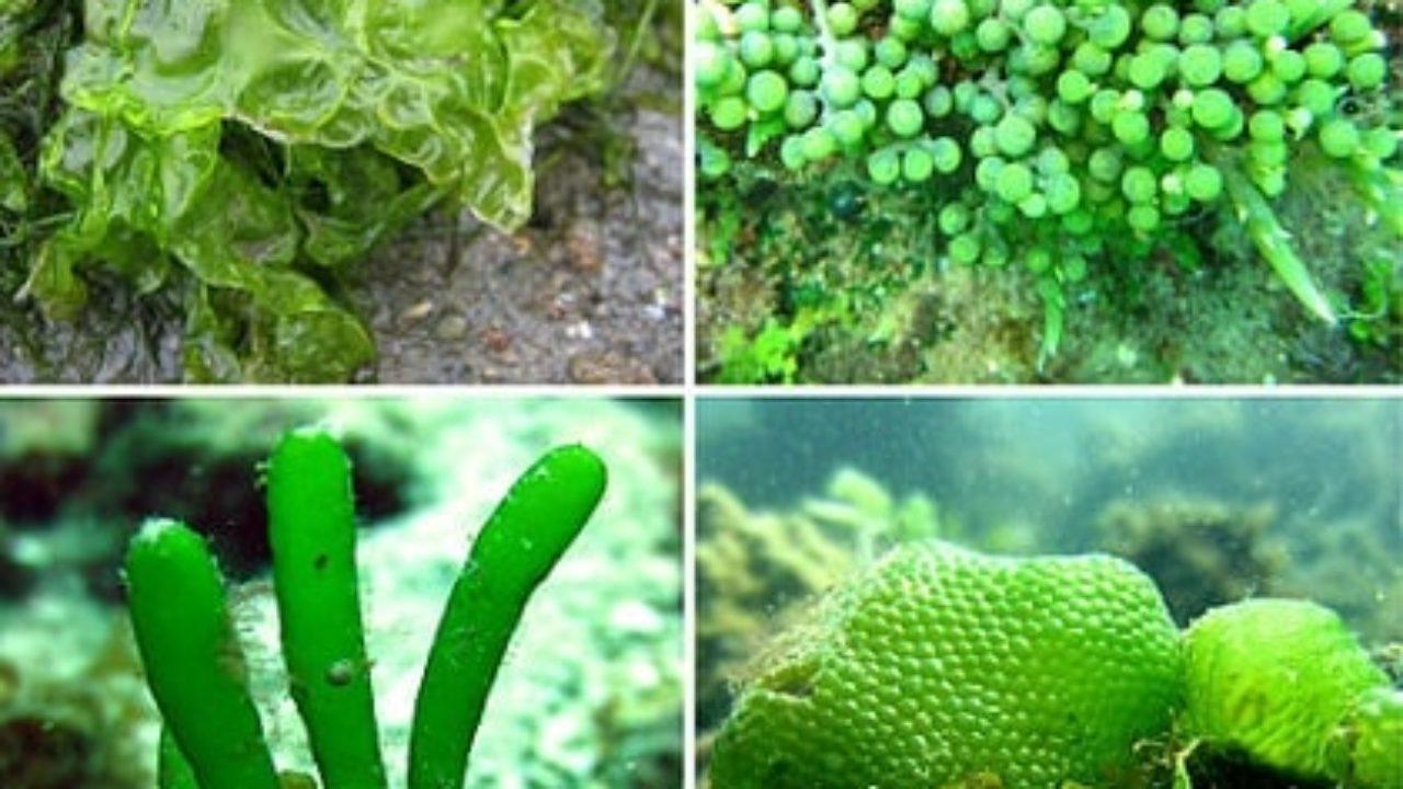 Resultado de imagen de algas verdes lifeder