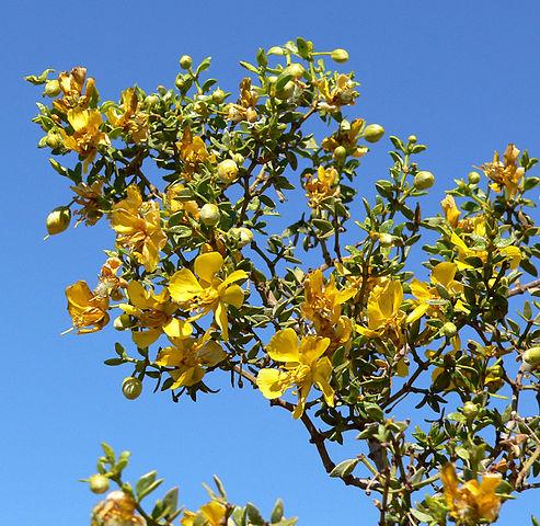 Gobernadora: características, hábitat, propiedades medicinales