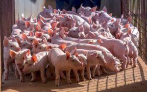 Actinobacillus pleuropneumoniae