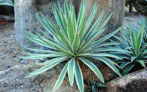 Agave angustifolia