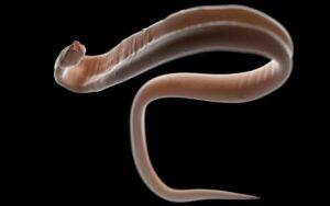 Ascaris lumbricoides