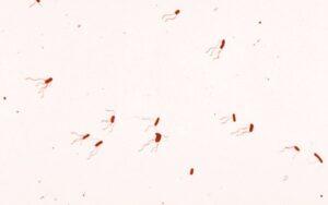 Bordetella bronchiseptica