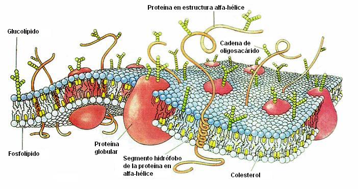 Fosfolípidos: características, estructura, funciones, tipos