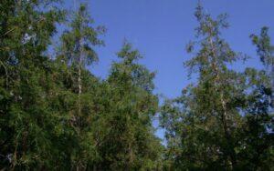 Cupressus lusitanica