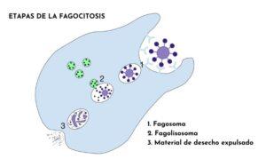 Fagosoma