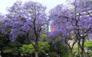 Jacaranda