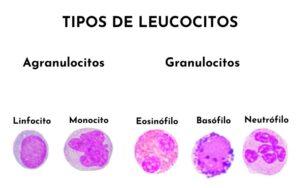 Leucocitos (glóbulos blancos)
