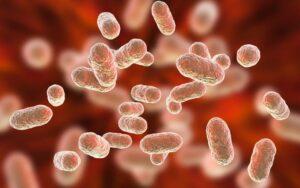 Porphyromonas gingivalis