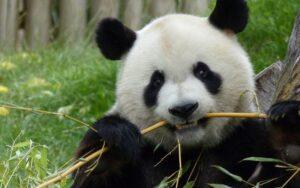 Relación entre adaptación y sobrevivencia diferencial de los seres vivos