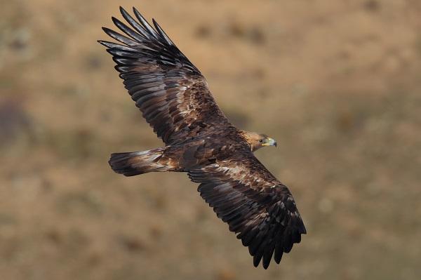 Águila real: características, hábitat, reproducción, alimentación