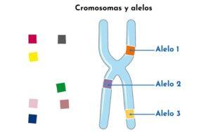 Alelo