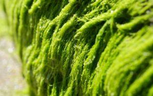 Algas verdes