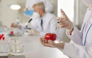 Alimentos transgénicos