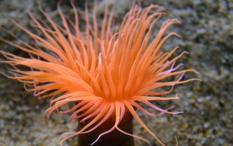 Anémonas de mar: qué son, características, hábitat, reproducción