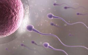 Anisogamia o heterogamia