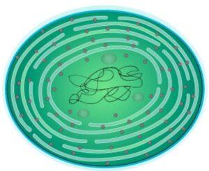 Bacterias autótrofas