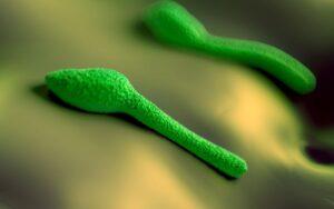 Bacterias heterótrofas