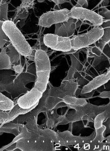 Bacterias termófilas