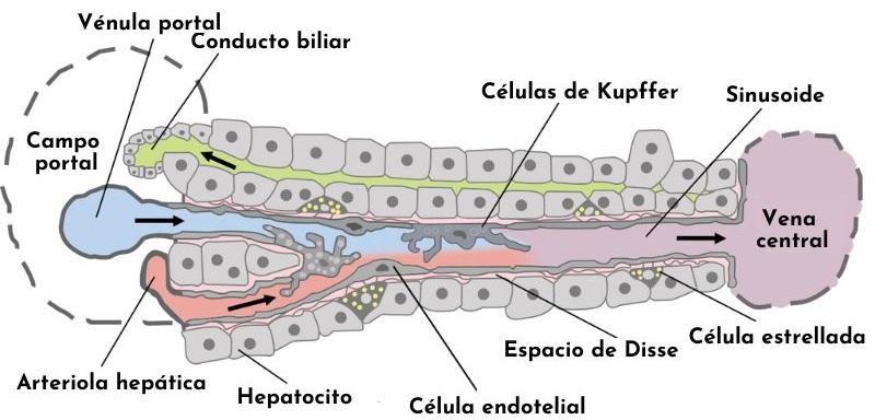 Células estrelladas o de Ito qué son, características, partes, funciones