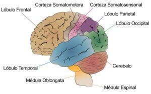 Cerebro humano